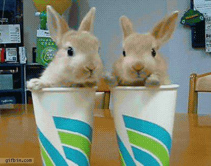 Afbeeldingsresultaat voor rabbit gifs