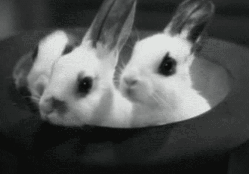 Gifs baby bunny Baby Gifts