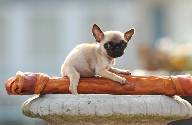 World s Smallest Pug Cute or Creepy Hop to Pop