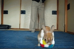 bunny-ball-roll.gif