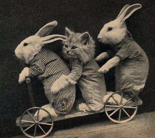 cat-bunny-bike.jpg