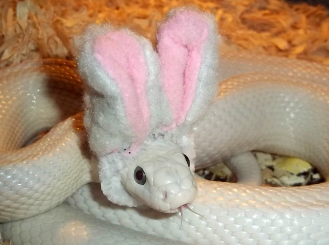 snake-dressed-as-a-bunny.jpg