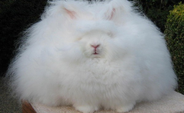 worlds-fluffiest-rabbit.jpg