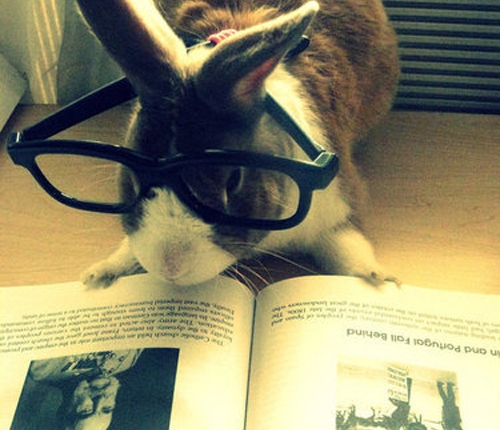 to for  Gallery Photos) Overload: Cuteness Hop slippers glasses  Glasses   With (10  Bunnies