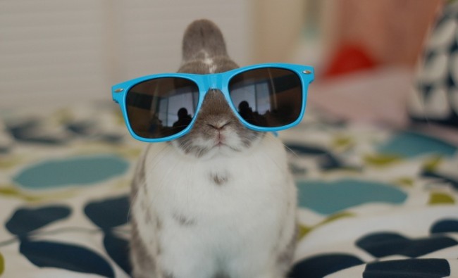 Cuteness Overload: Bunnies With Glasses Gallery (10 Photos) - Hop to Pop