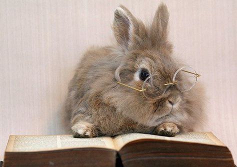 rabbit-book-glasses.jpg
