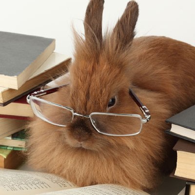 rabbit-glasses.jpg