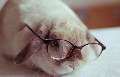 Cuteness Overload: Bunnies With Glasses Gallery (10 Photos) - Hop to Pop