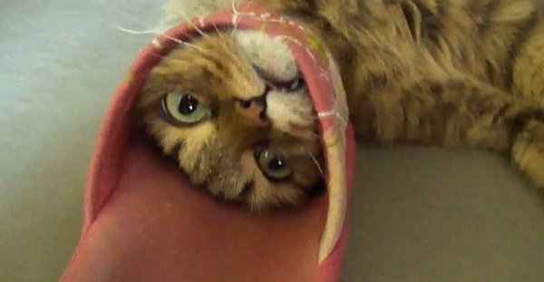 cat in slippers