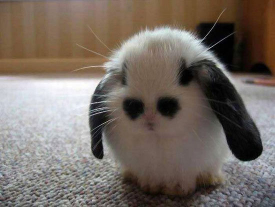 21 Adorable Bunnies Celebrating International Rabbit Day ...