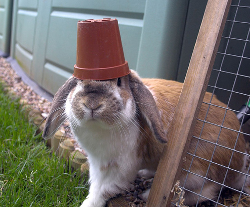 21 adorable bunnies celebrating international rabbit day hop to pop