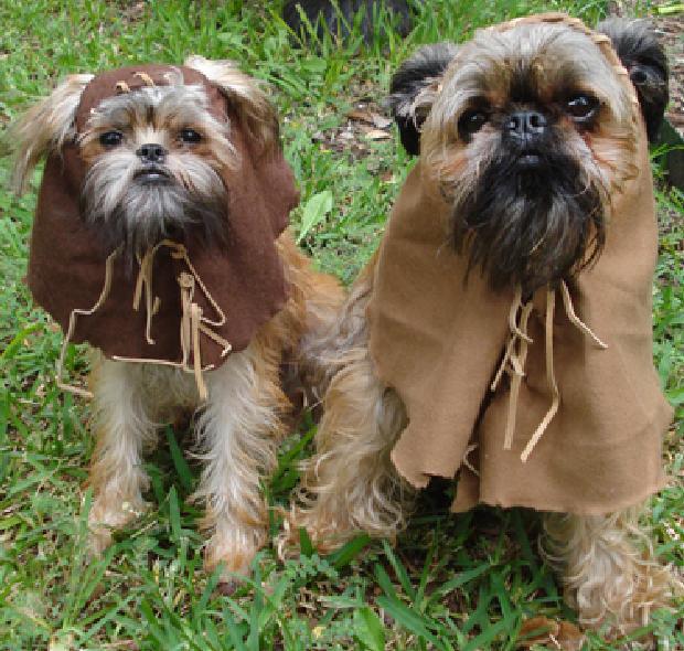 ewok_dogs
