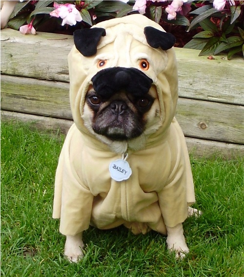 pug in pug costume