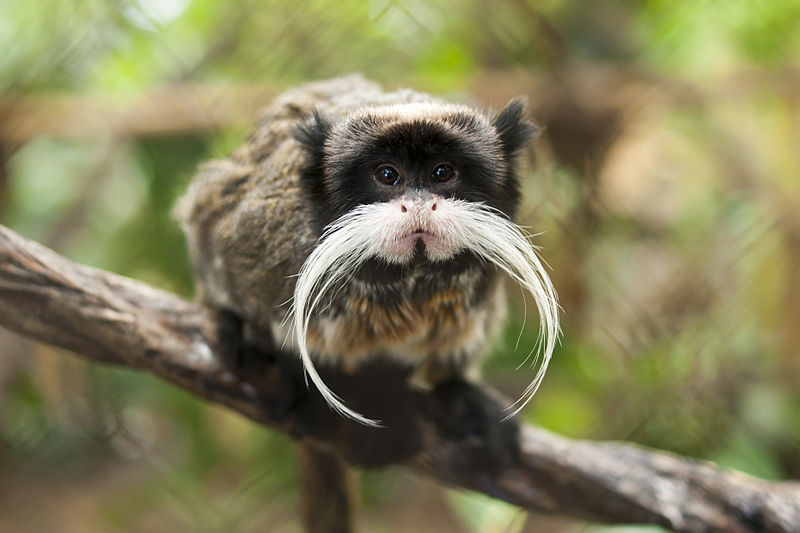 800px-Black-chinned_emperor_tamarin_(S._i._imperator)