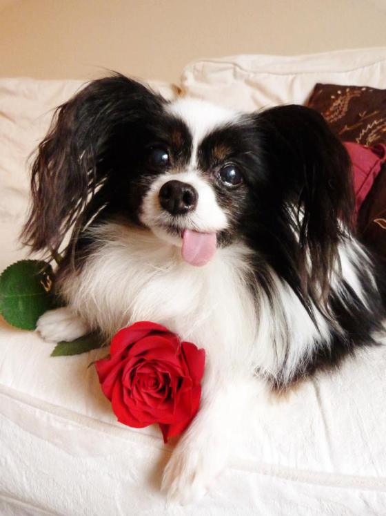 Valentine S Day Dog Box Valentine S Day Dog Box