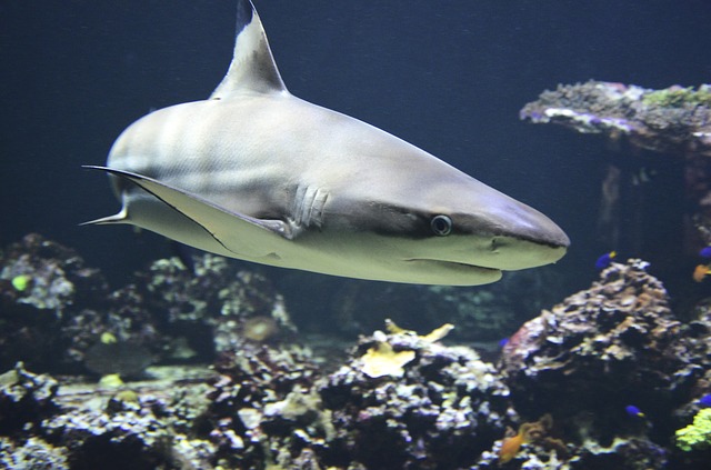 shark-day