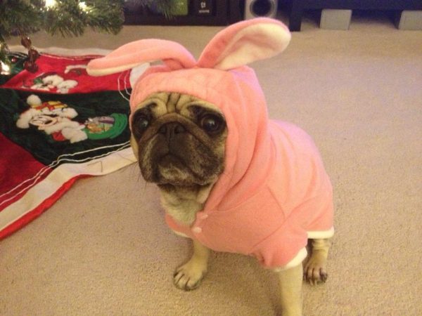 bunnypug
