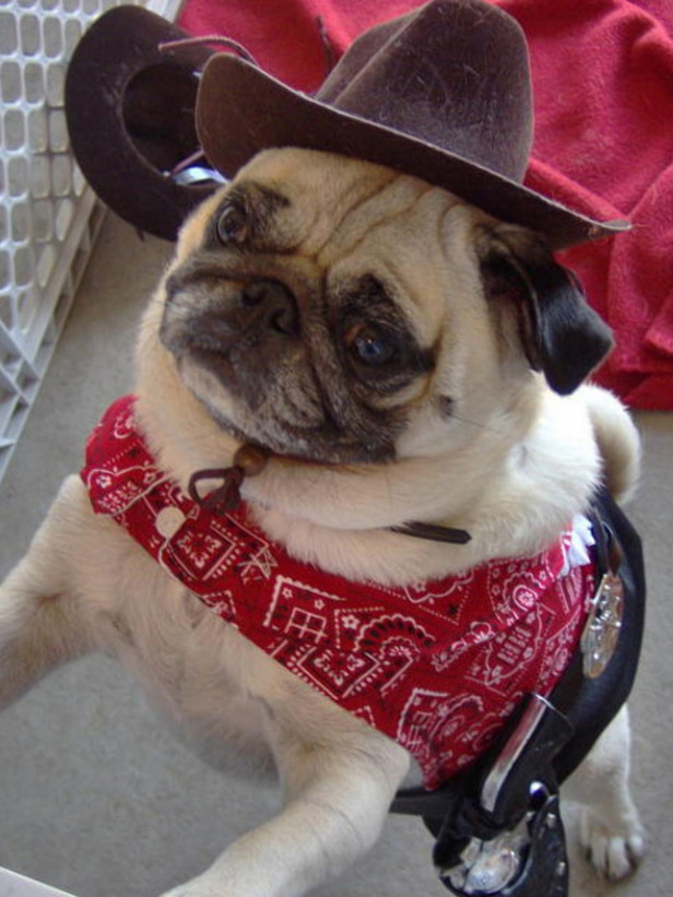 cowboypug