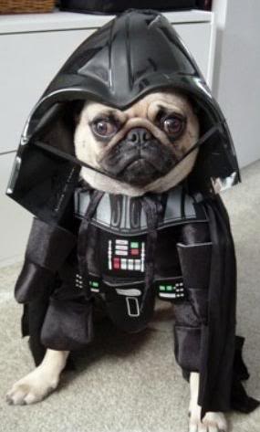 darthpug
