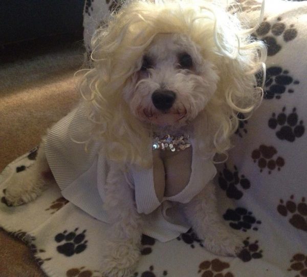 fancypup