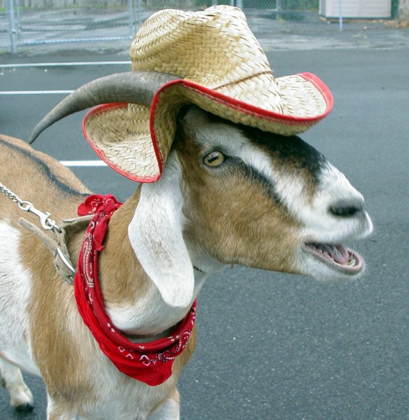 farmergoat