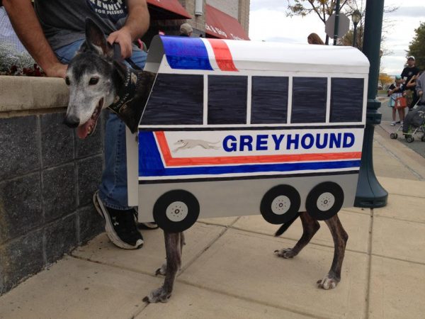 greyhoundbus