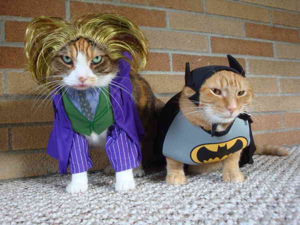 jokerbatmancats