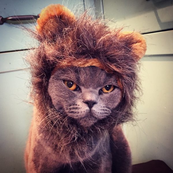 lionkitty