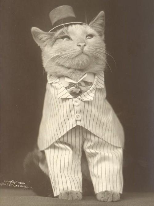 oldschoolcat