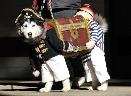 piratedog