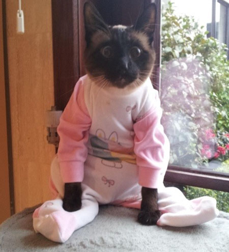 rabbitcat