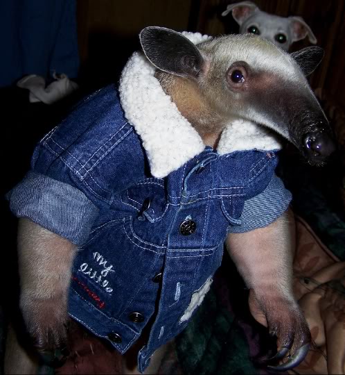 roughneckanteater