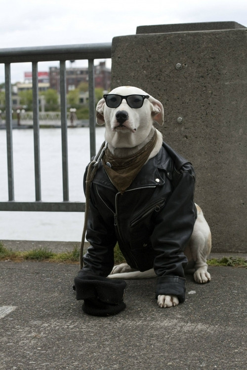 thugdog