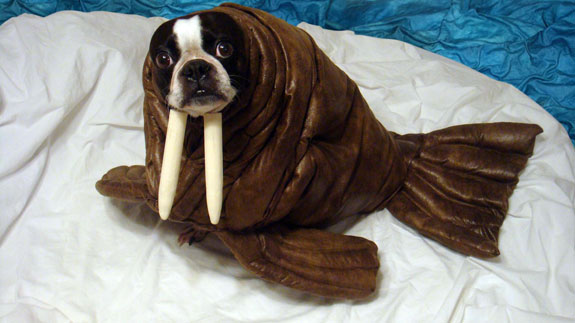 walruspug
