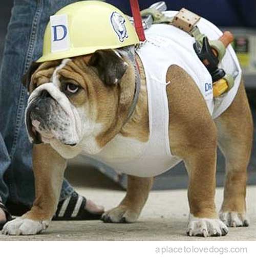 workerdog