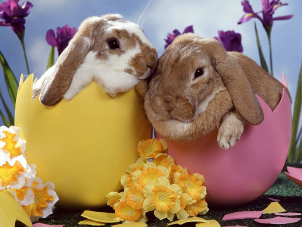 Happy Easter, everybunny!