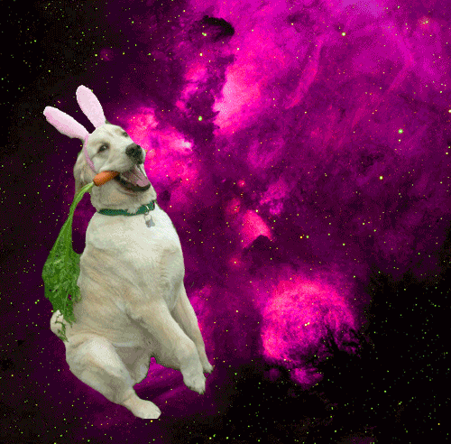 dog in front of space background with rabbit ears on