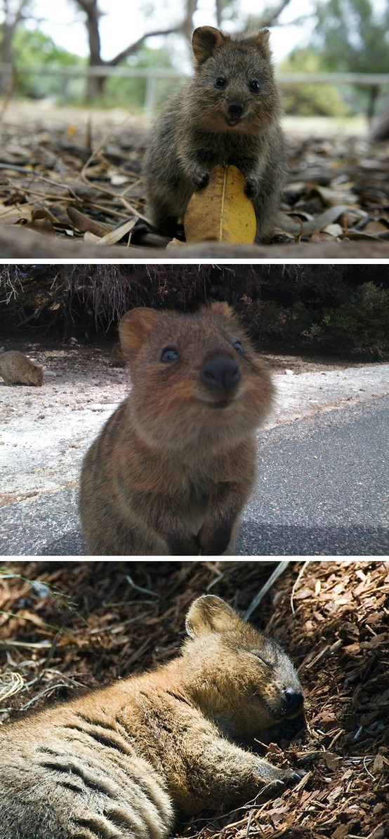 I’m Crushing On The Quokka, The Internet’s Breakout Animal Star of 2013