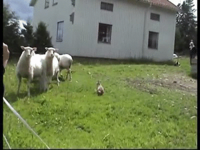 Bunny herds Sheep 