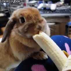 bunny-banana
