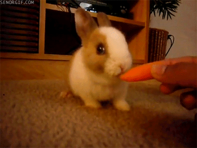 bunny-carrot
