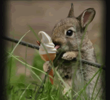 https://www.bunnyslippers.com/blog/wp-content/uploads/2013/03/bunny-ice-cream.gif