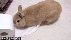 bunny-toiler-paper
