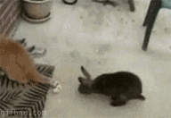 cat-vs-rabbit