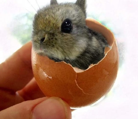 Gimme Shell-ter… so cute