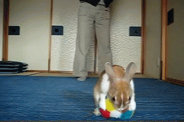bunny-ball-roll