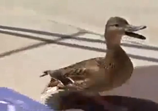 Police Officers Rescue Ducklings From Sewer, Are Awesome
