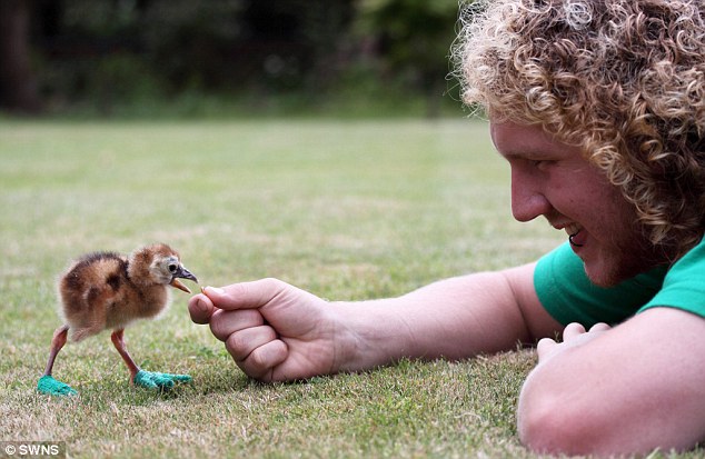 Green Slippers Duck