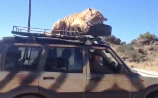 ADORBS: Tiger Naps Wherever It Damn Pleases, Even On The Roof Of An SUV