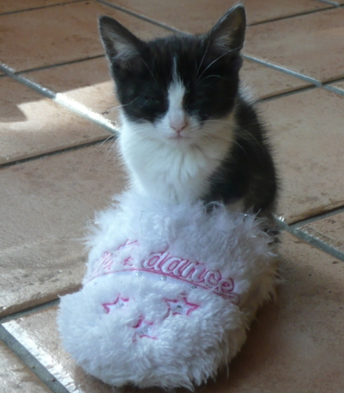 Cat With Slippers